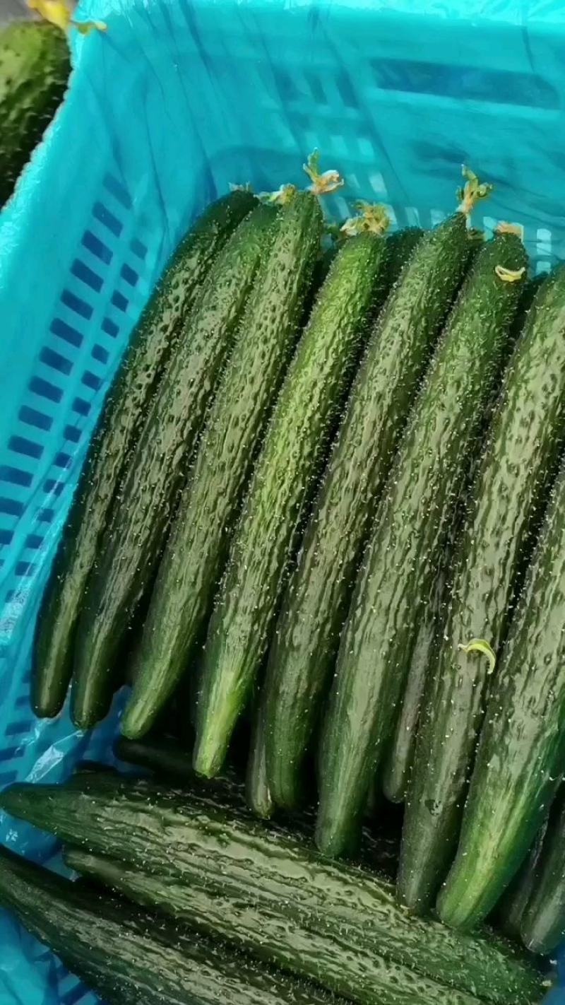 黄瓜、密刺黄瓜、大棚种植大量上市一手货源产地直发物美价廉