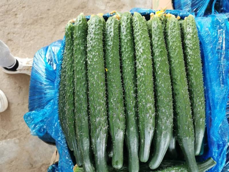 黄瓜、密刺黄瓜、大棚种植大量上市一手货源产地直发物美价廉