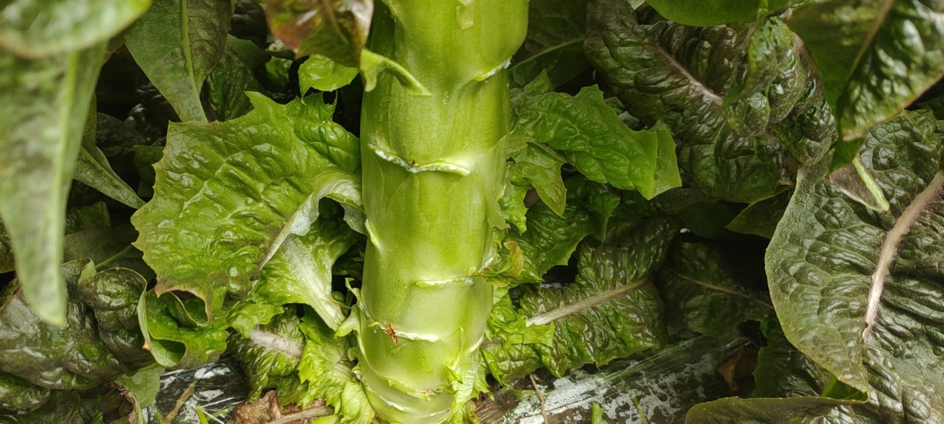 野莴苣植株全貌