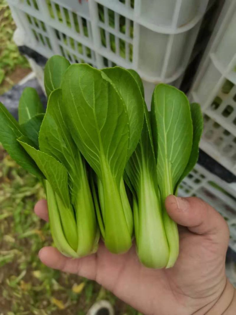 曹县上海青大量上市，产地直供质量可靠欢迎采购