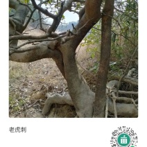 鸟不宿