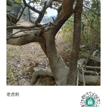 鸟不宿
