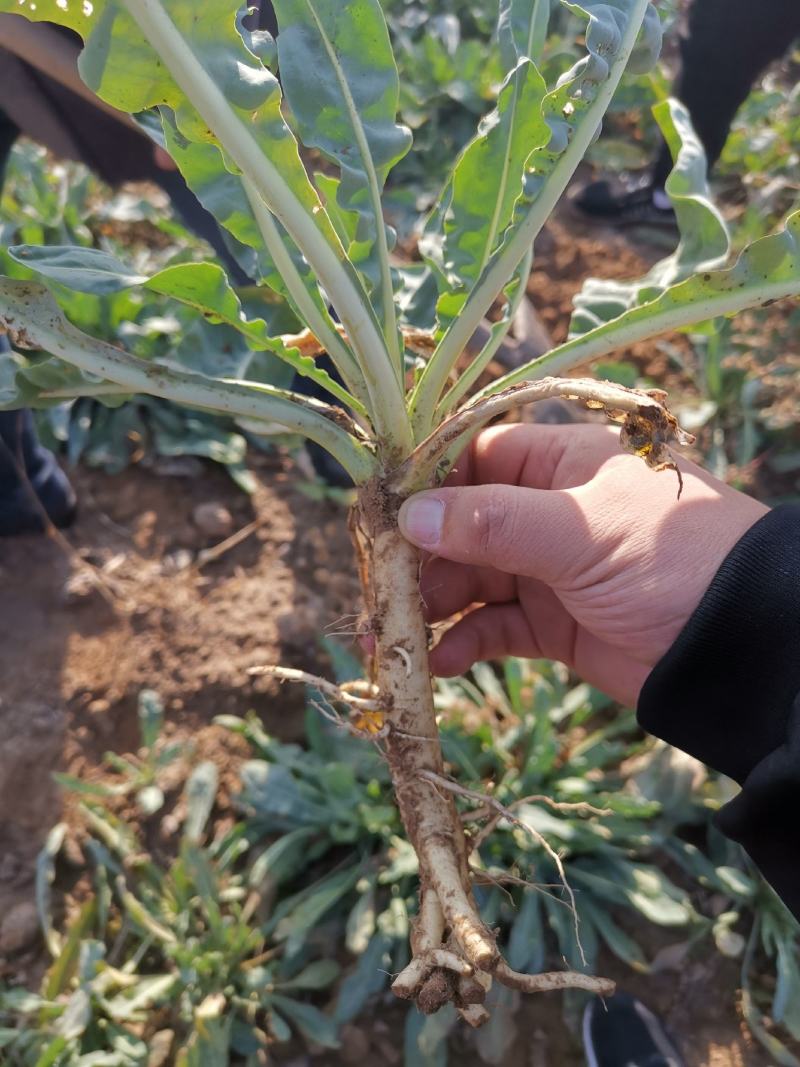 板蓝根种子板蓝根籽包芽率包邮支持大货批发零售