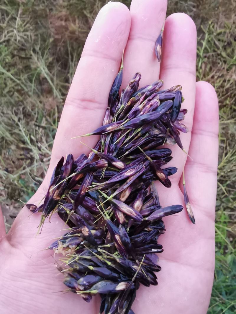 板蓝根种子板蓝根籽包芽率包邮支持大货批发零售
