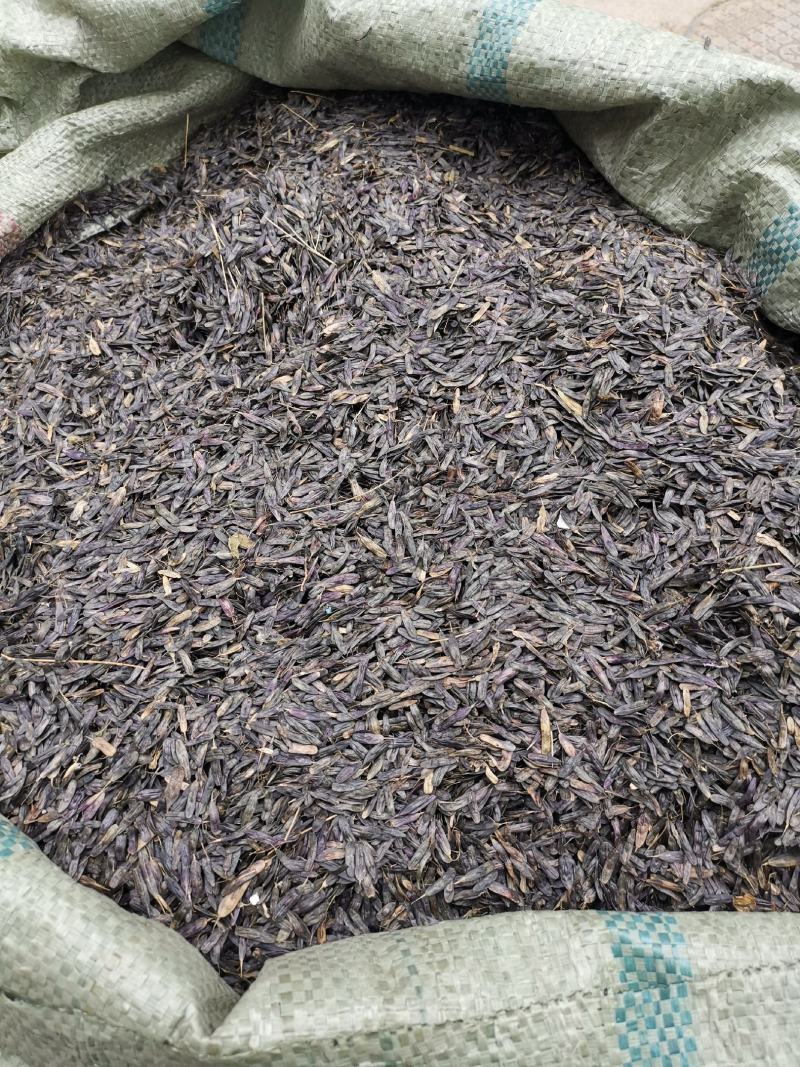 板蓝根种子板蓝根籽包芽率包邮支持大货批发零售