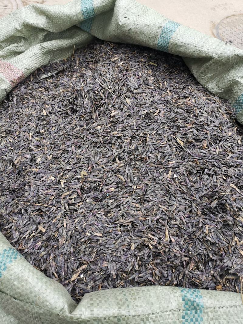 板蓝根种子板蓝根籽包芽率包邮支持大货批发零售