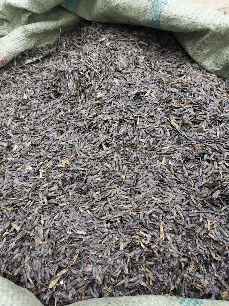 板蓝根种子板蓝根籽包芽率包邮支持大货批发零售