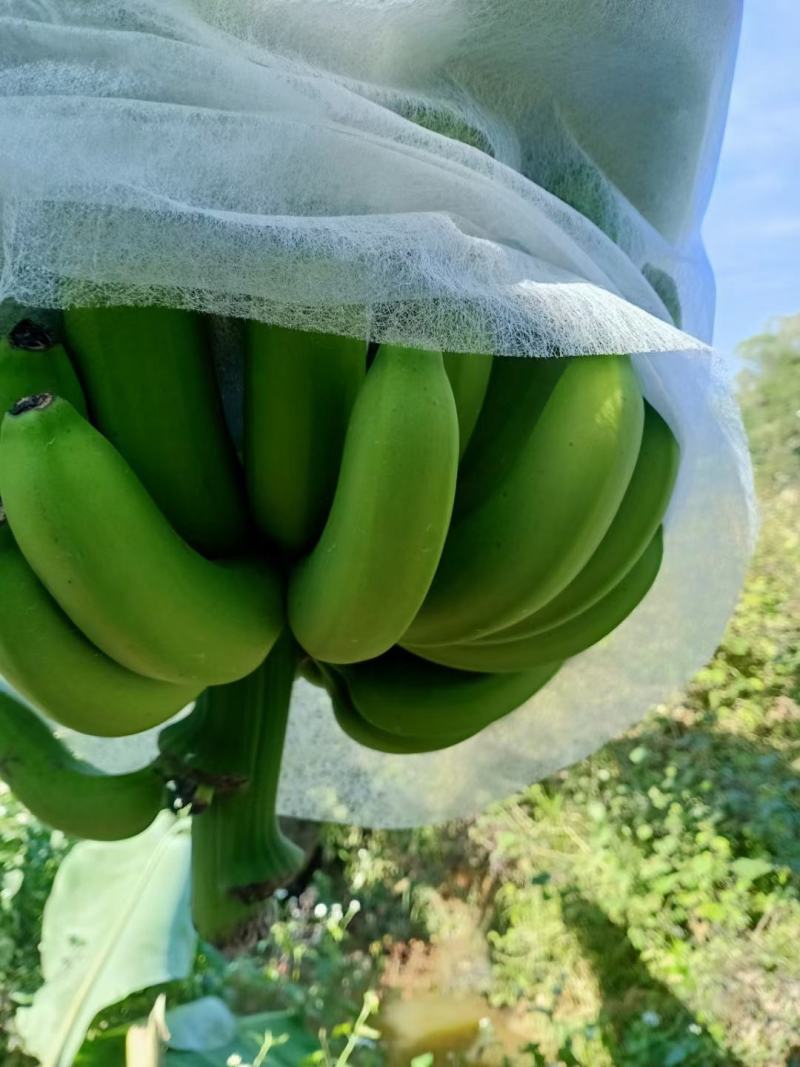 香蕉