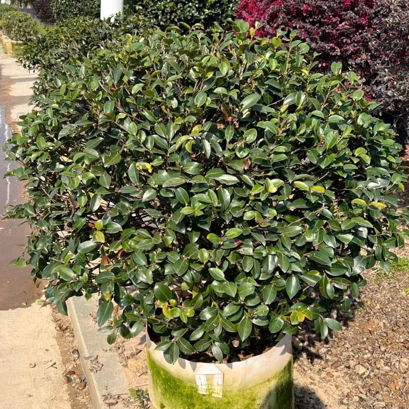 茶梅，精品茶梅球高度1米-1.8米有货有量