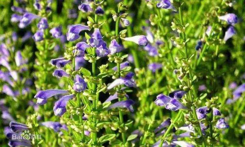 黄芩种子黄芩籽包芽率包邮支持大货批发零售线上交易