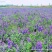 黄芩种子黄芩籽包芽率包邮支持大货批发零售线上交易