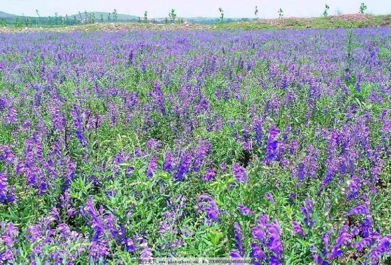黄芩种子黄芩籽包芽率包邮支持大货批发零售线上交易