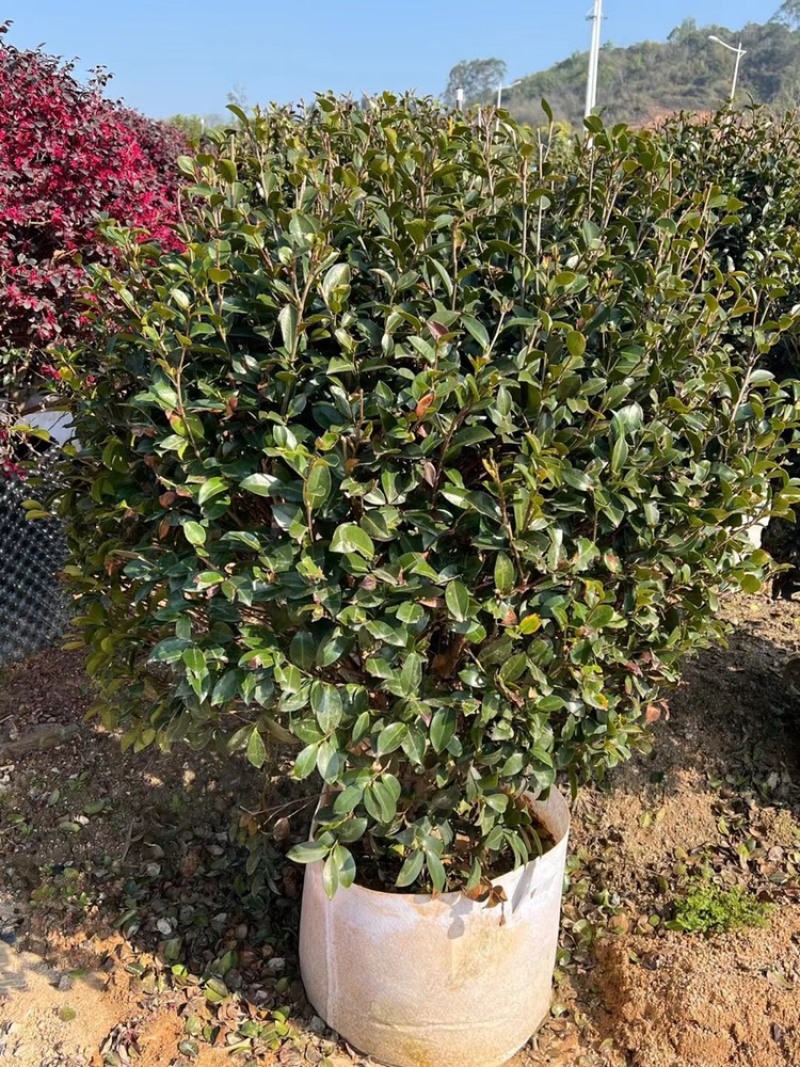 茶梅，精品茶梅球高度1米-1.8米有货有量