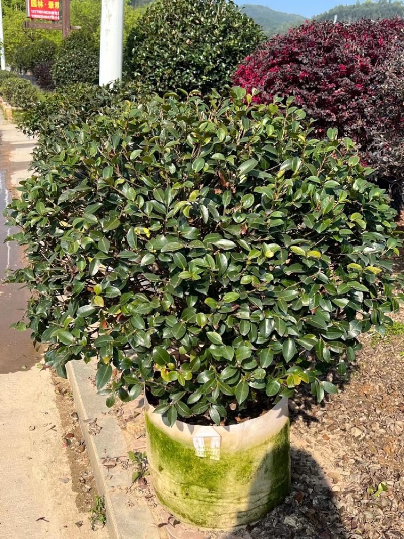 茶梅，精品茶梅球高度1米-1.8米有货有量