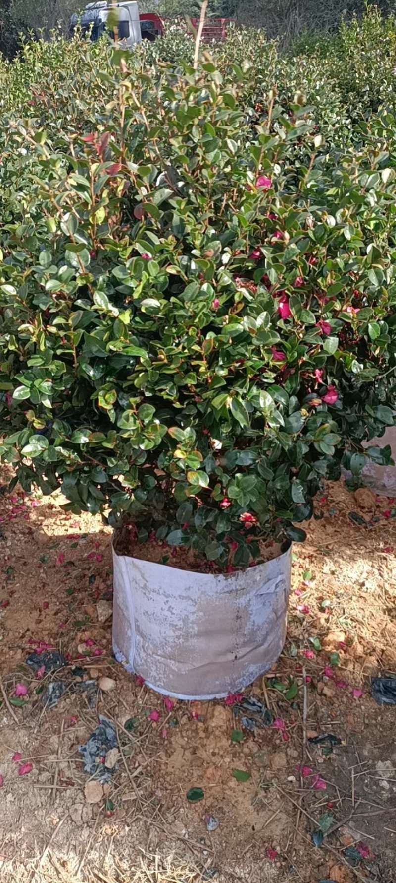 茶梅，精品茶梅球高度1米-1.8米有货有量