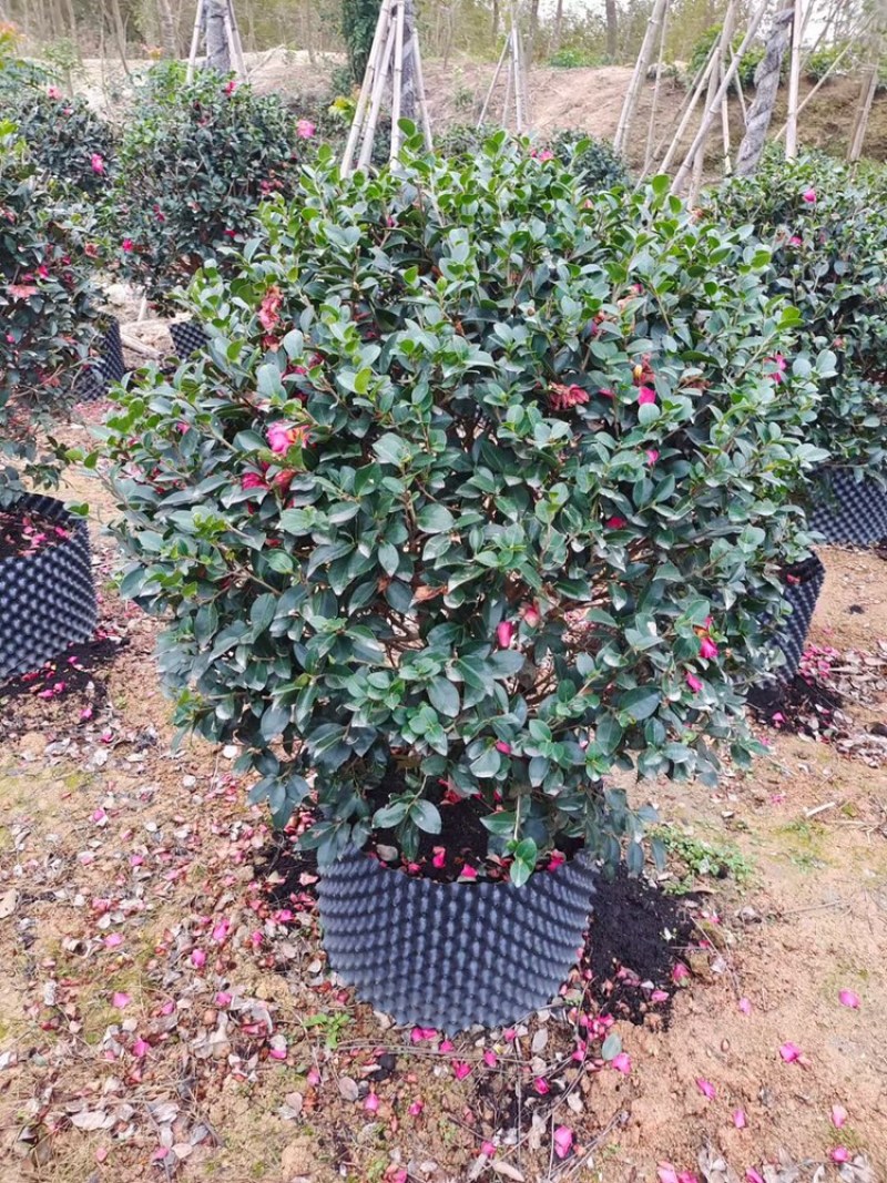 茶梅，精品茶梅球高度1米-1.8米有货有量