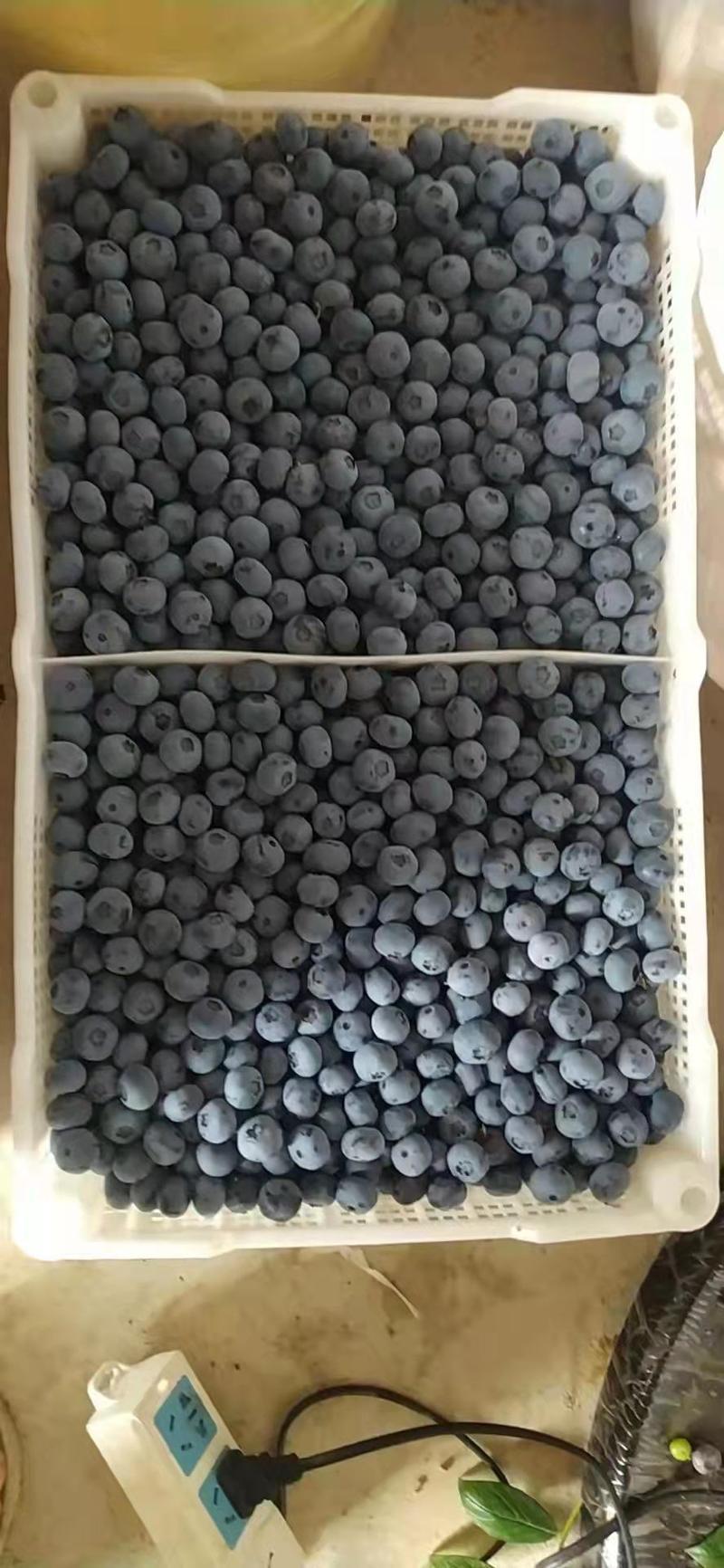 蓝莓山东暖棚蓝莓基地直销质量保证全国发货