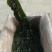 裙带菜
