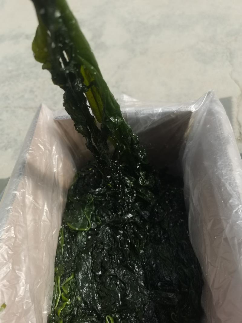 裙带菜