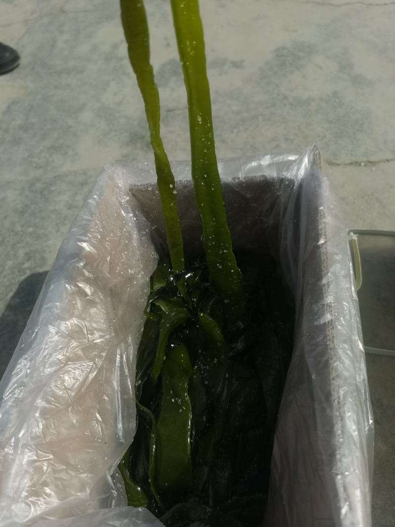 裙带菜