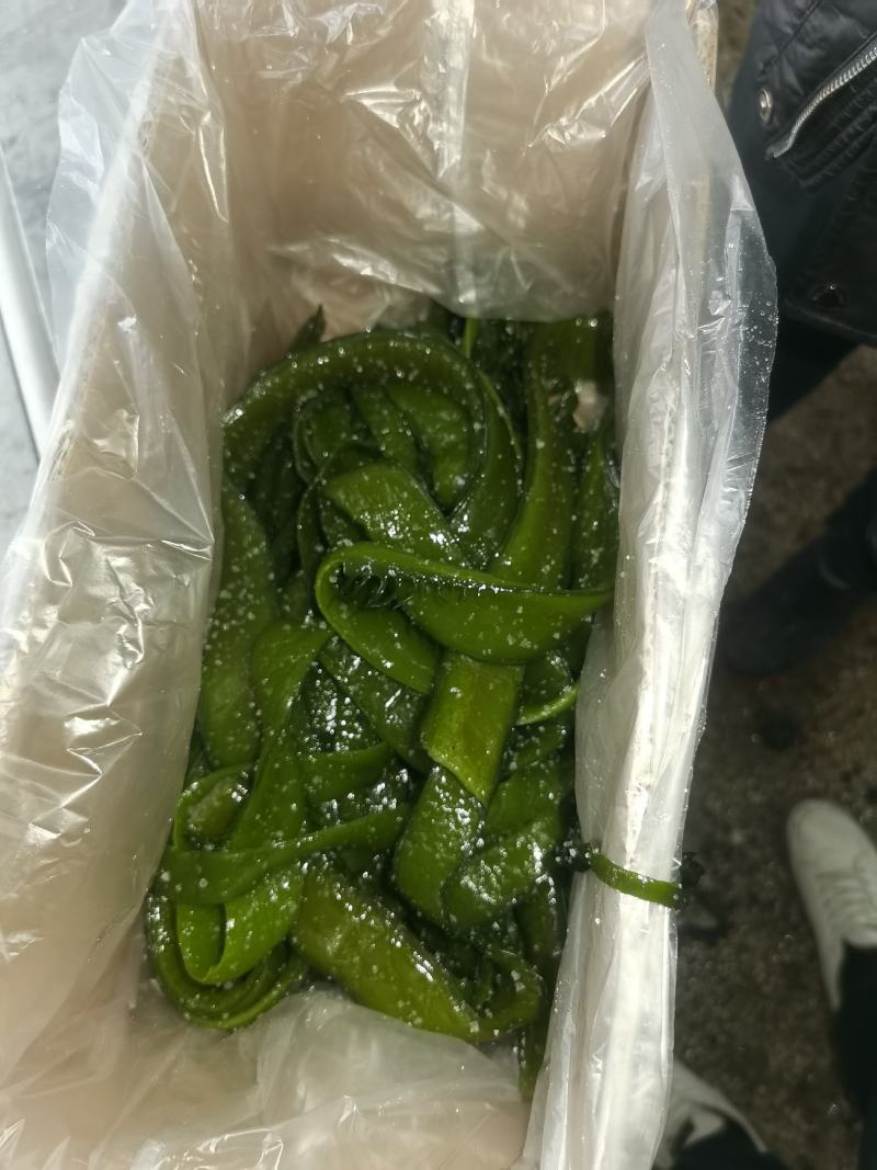 裙带菜