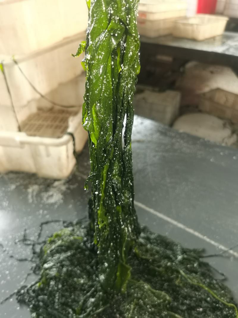 裙带菜