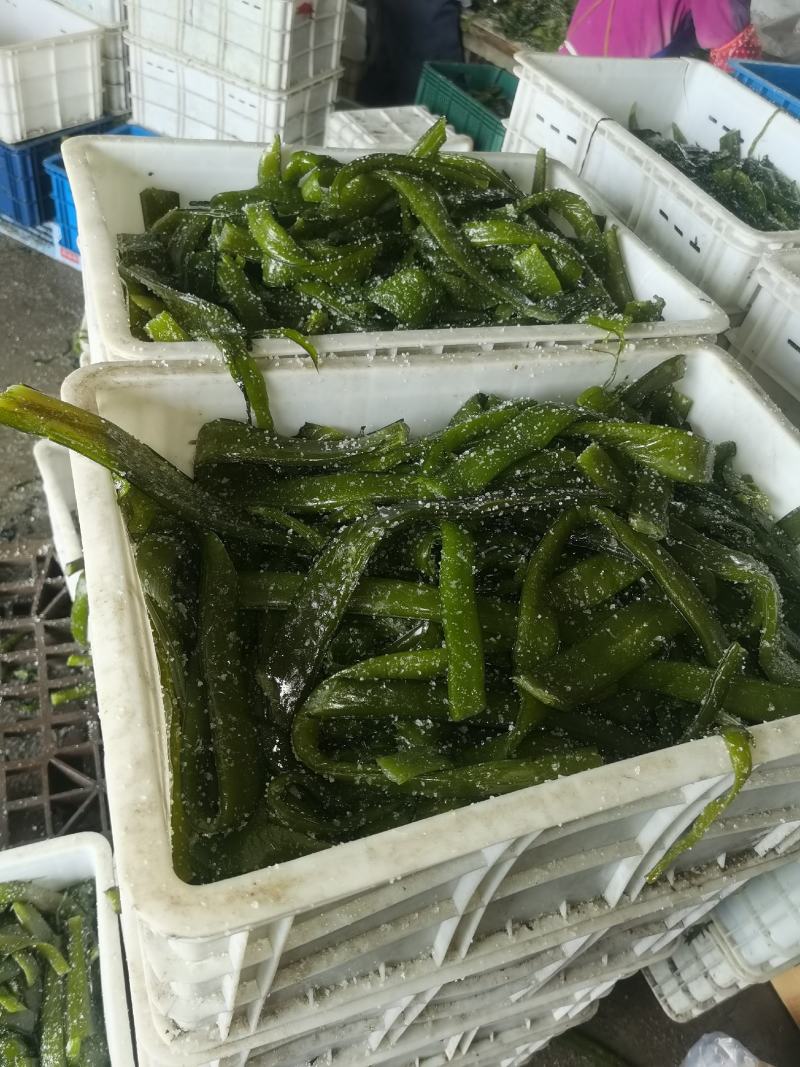 裙带菜