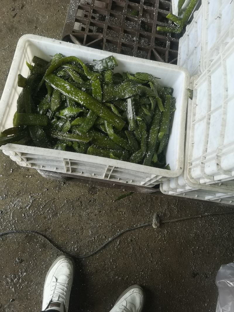 裙带菜