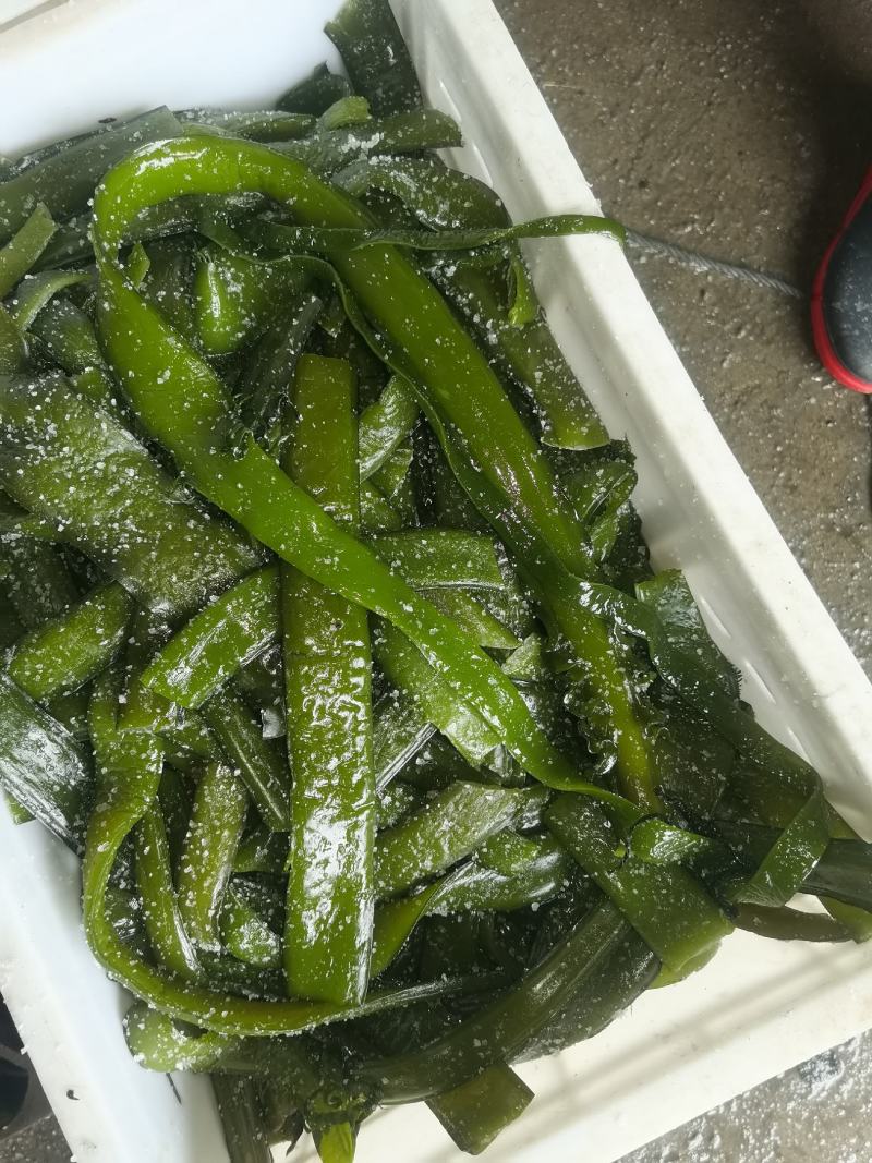裙带菜