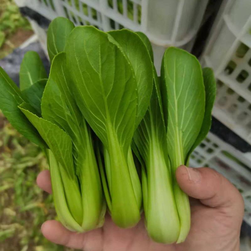 原产地发货精品上海青大量上市。可供各个市场，超市。