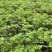优质艾草苗，量大从优