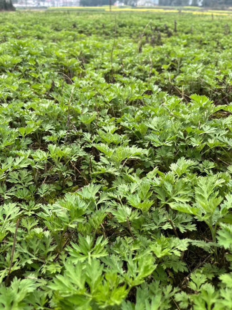 优质艾草苗，量大从优
