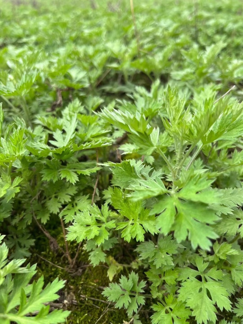 优质艾草苗，量大从优