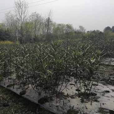 夹竹桃工程苗木批发基地红花夹竹桃地苗袋苗