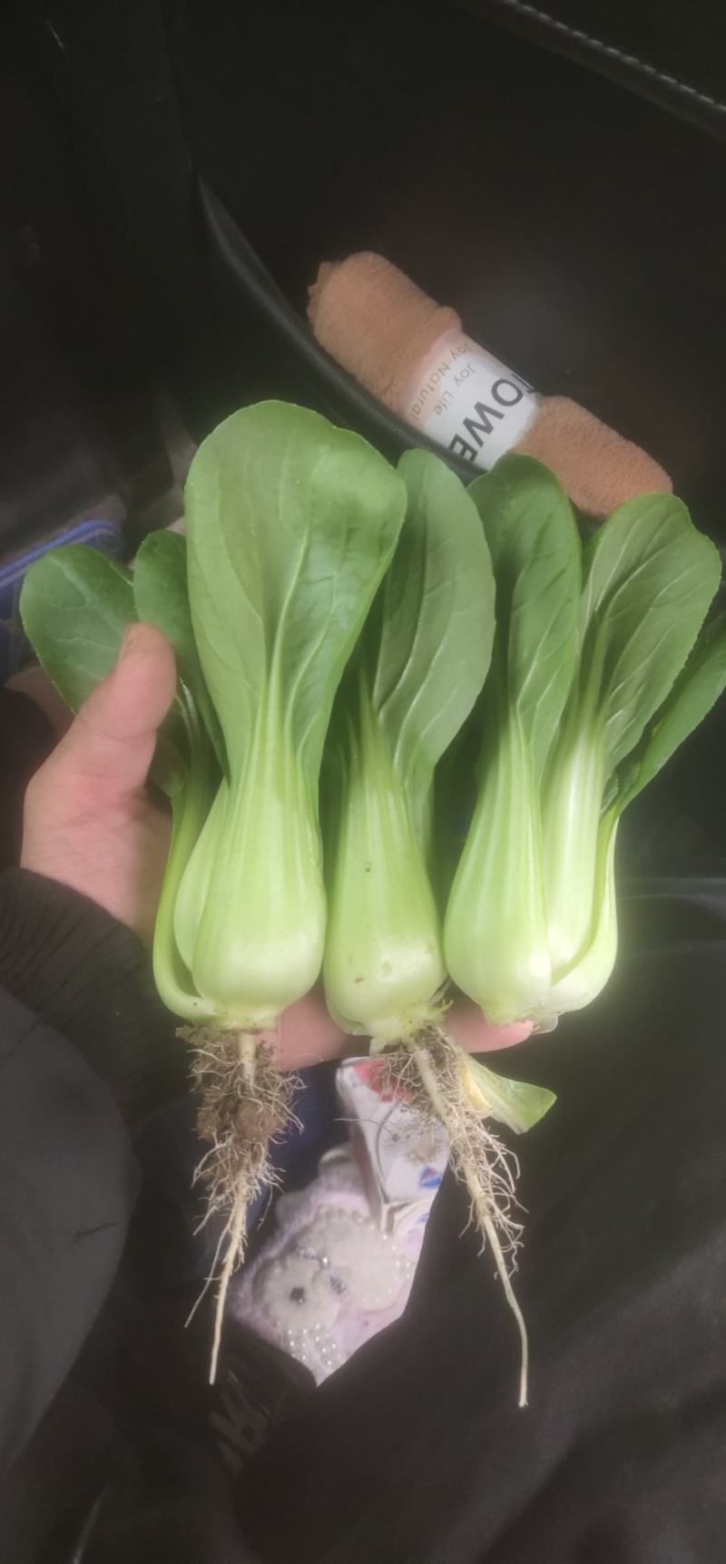 原产地发货精品上海青大量上市。可供各个市场，超市。