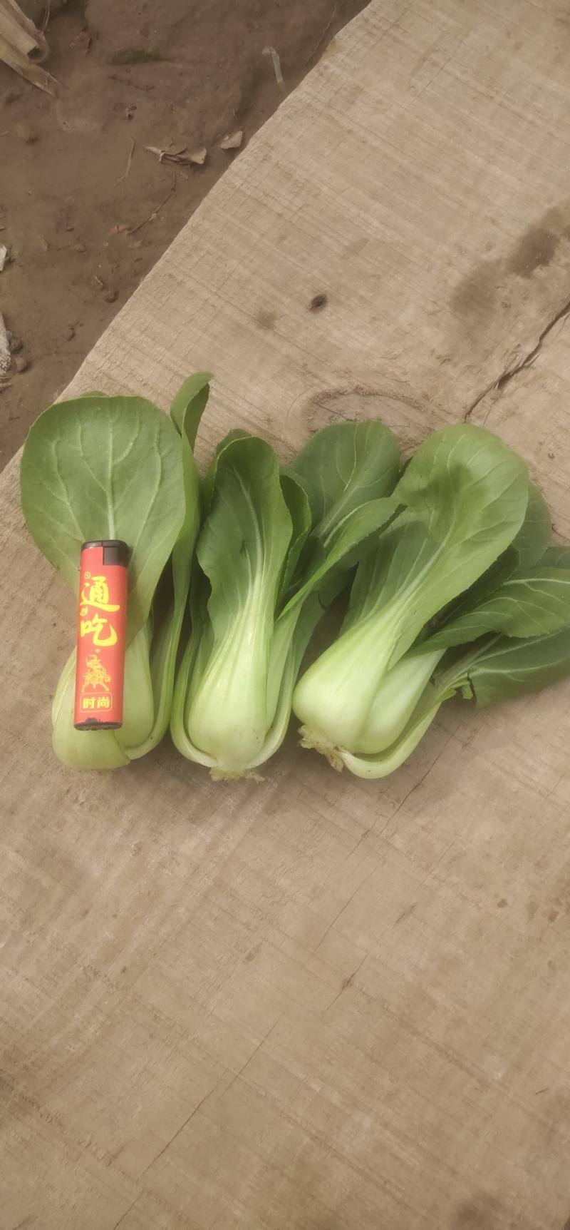 原产地发货精品上海青大量上市。可供各个市场，超市。