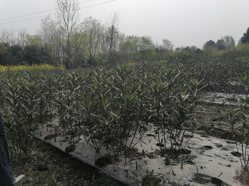 夹竹桃工程苗木批发基地红花夹竹桃地苗袋苗