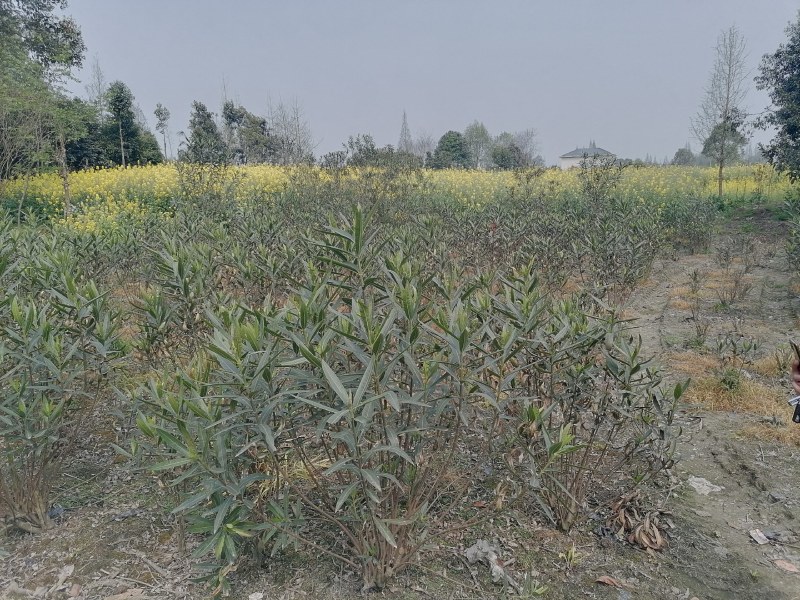 夹竹桃工程苗木批发基地红花夹竹桃地苗袋苗