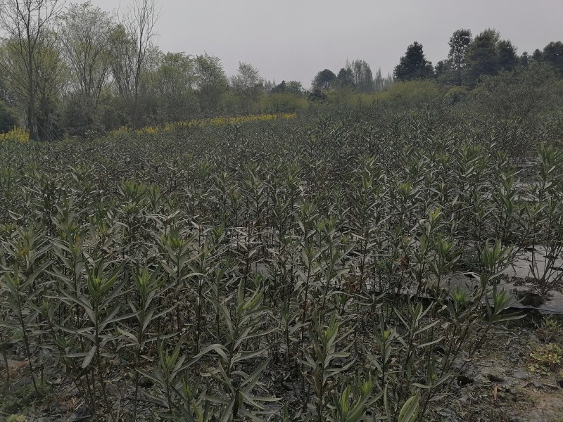 夹竹桃工程苗木批发基地红花夹竹桃地苗袋苗