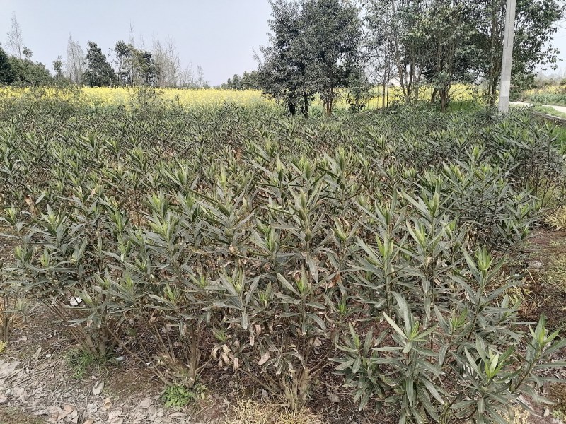 夹竹桃工程苗木批发基地红花夹竹桃地苗袋苗