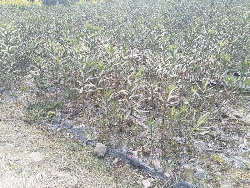 夹竹桃工程苗木批发基地红花夹竹桃地苗袋苗