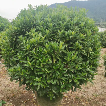 非洲茉莉，实球1.8米-2米都有
