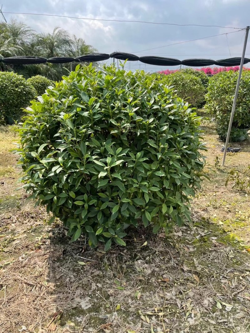 非洲茉莉，实球1.8米-2米都有