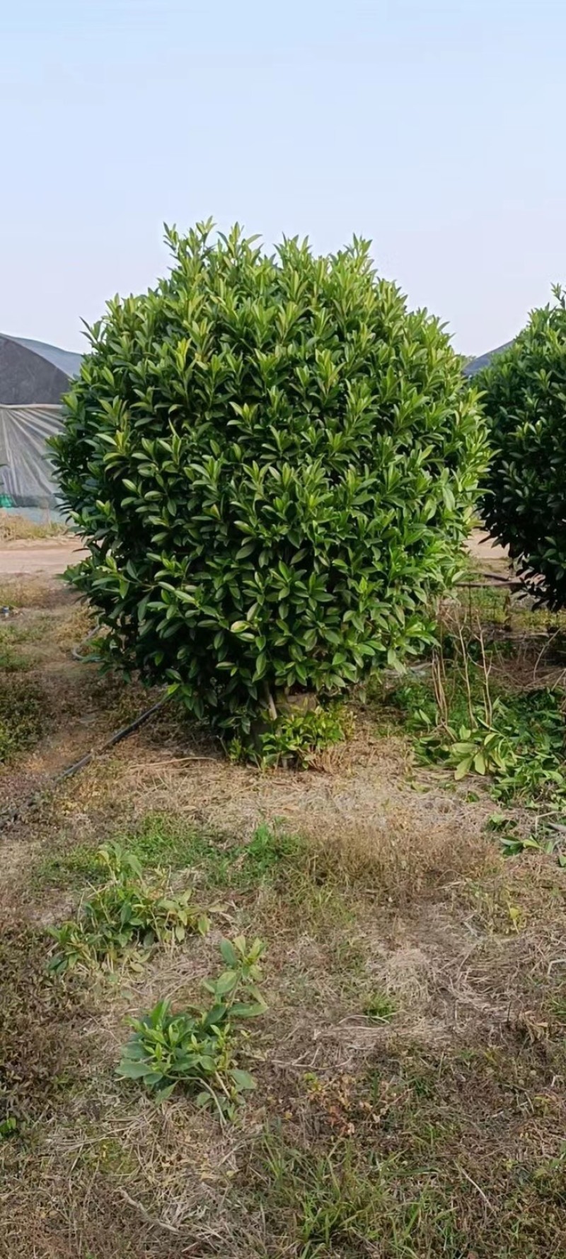 非洲茉莉，实球1.8米-2米都有