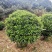 非洲茉莉，实球1.8米-2米都有