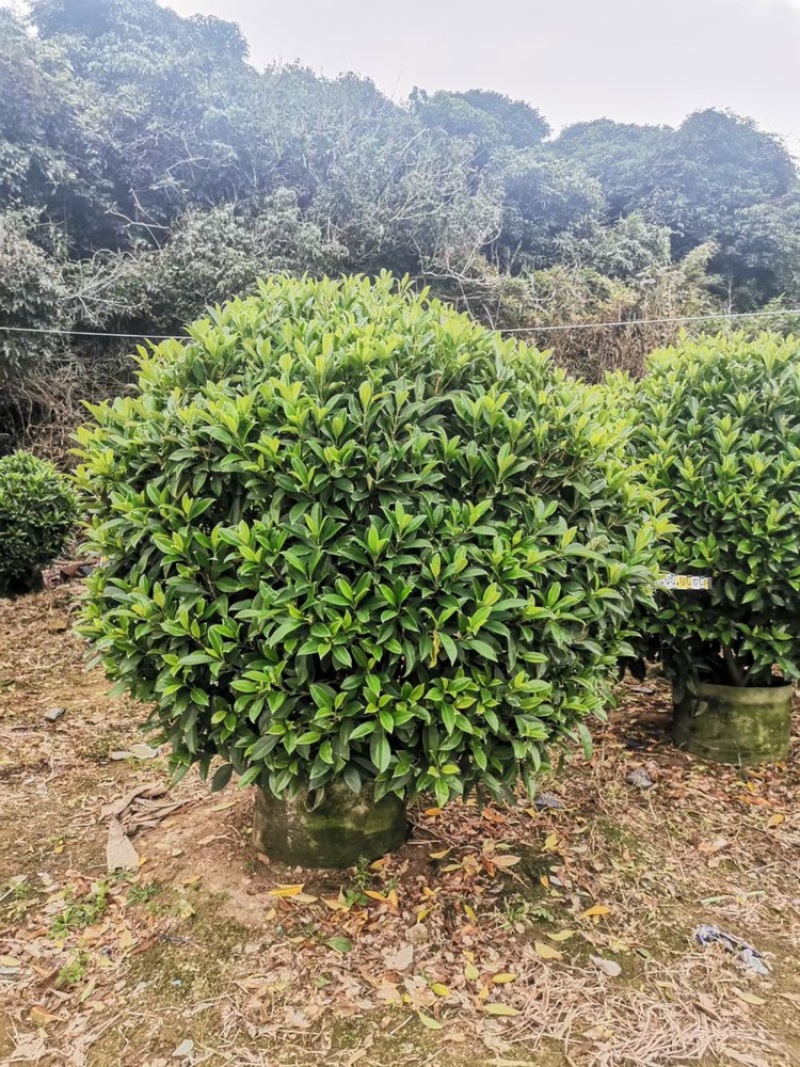 非洲茉莉，实球1.8米-2米都有
