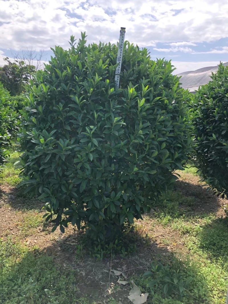 非洲茉莉，实球1.8米-2米都有