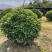 非洲茉莉，实球1.8米-2米都有