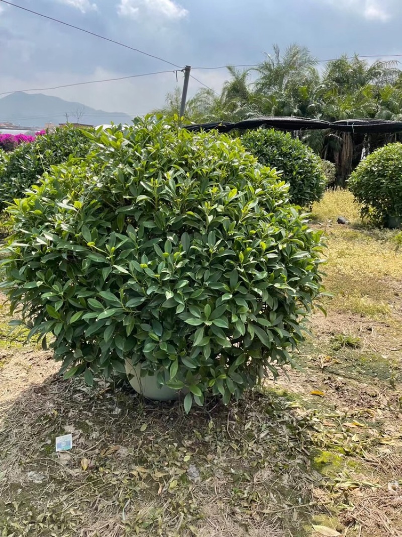非洲茉莉，实球1.8米-2米都有