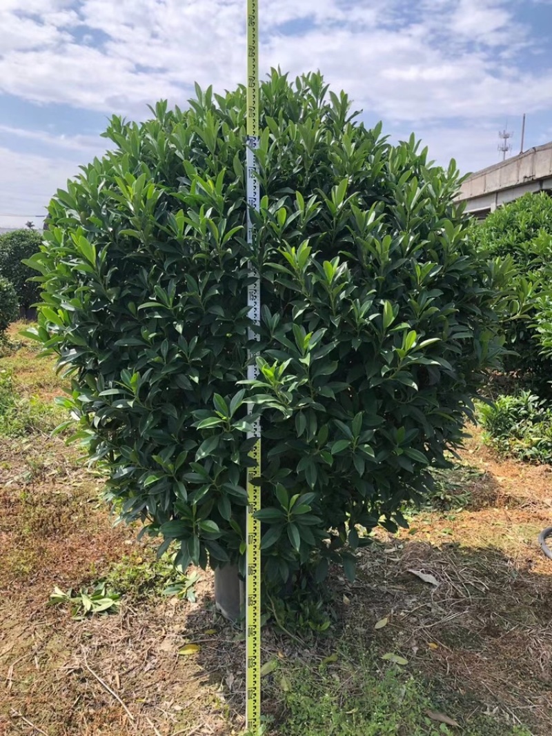 非洲茉莉，实球1.8米-2米都有